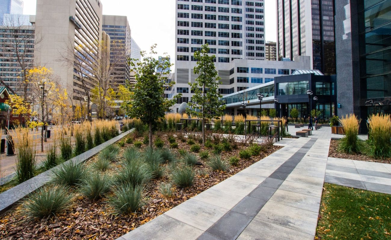 Urban commercial landscape with walkways and structured plantings